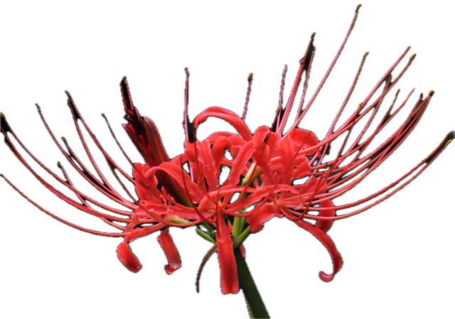 Lycoris radiata